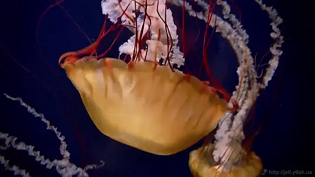 Snapshot of streamy_test15 chatting on February 2026 04:25:01 PM streamy test15 online show from February 2026 04:25:01 PM