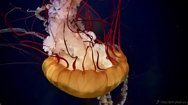 Snapshot of streamy_test15 chatting on February 2026 09:38:01 AM streamy test15 online show from February 2026 09:38:01 AM