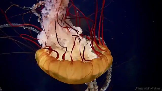 Snapshot of streamy_test15 chatting on February 2026 08:58:02 AM streamy test15 online show from February 2026 08:58:02 AM