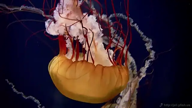 Snapshot of streamy_test15 chatting on March 2026 05:08:01 PM streamy test15 online show from March 2026 05:08:01 PM