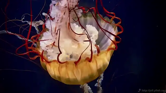 Snapshot of streamy_test15 chatting on March 2026 10:44:01 AM streamy test15 online show from March 2026 10:44:01 AM