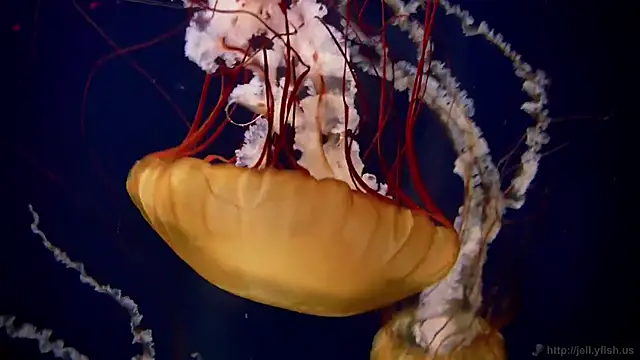 Snapshot of streamy_test15 chatting on March 2026 09:02:01 AM streamy test15 online show from March 2026 09:02:01 AM