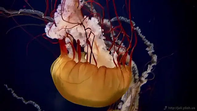 Snapshot of streamy_test15 chatting on March 2026 01:06:01 PM streamy test15 online show from March 2026 01:06:01 PM