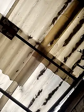 weedmanhot28 online show from November 2025 12:51:01 PM