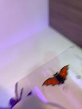 mikuru hara online show from October 2025 02:10:01 AM