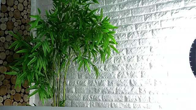 LowOncoming online show from April 2026 02:11:02 AM