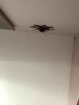 Larabrooks online show from October 2025 07:01:01 PM