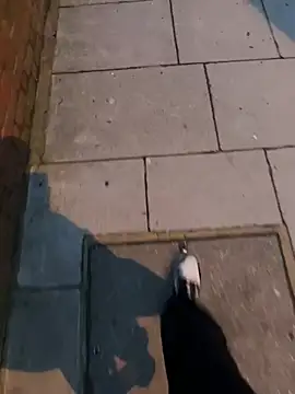 XMenX24 online show from March 2025 06:36:01 PM