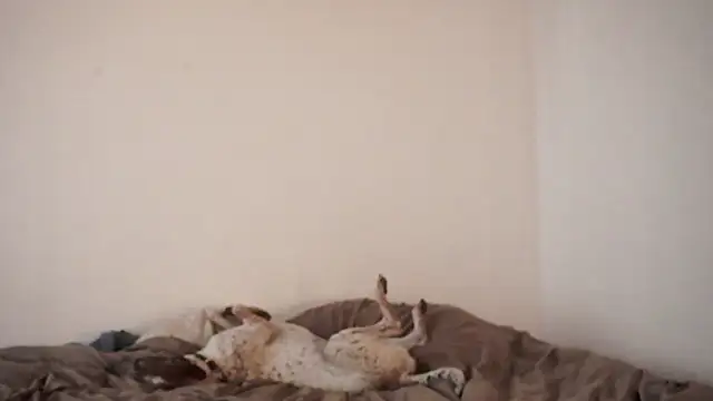 Stephany talks online show from March 2025 11:57:02 PM