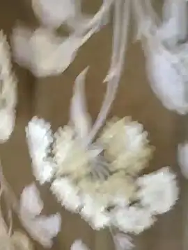 Raat ki rani  online show from January 2025 05:05:02 AM