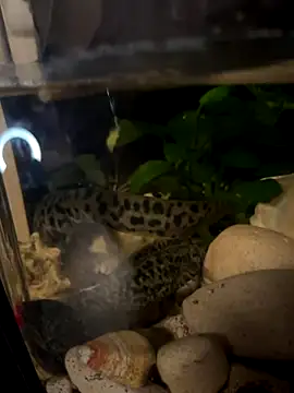 BroadFantasy online show from October 2025 07:14:02 PM