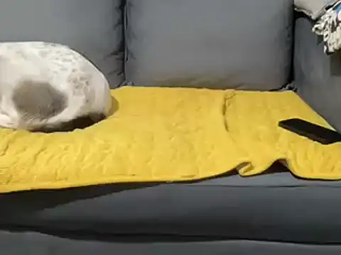 4small4inchlol online show from February 2025 01:54:02 PM