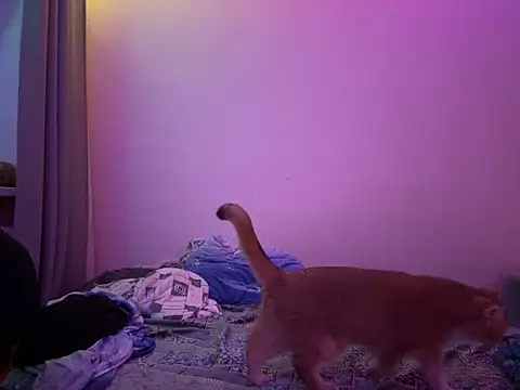 NimFF123 online show from January 2025 12:54:01 AM