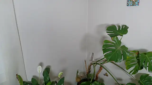 MistressKatie13xxx online show from January 2026 09:29:01 PM