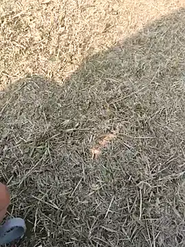 Gururonny07 online show from January 2025 07:38:02 AM