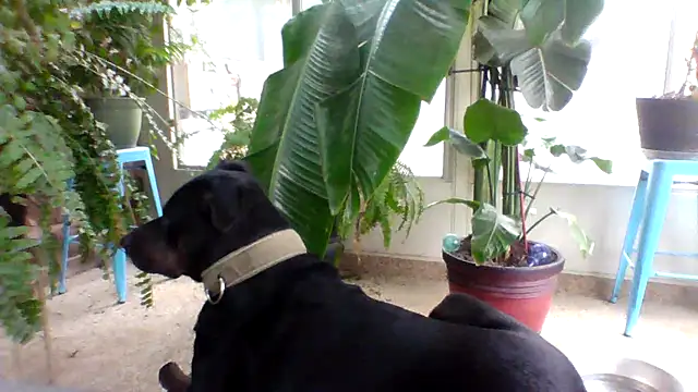 Big-Tits-McGee online show from December 2025 04:13:01 PM