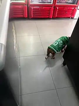 Hjsjsjsjjd online show from October 2025 12:17:01 PM