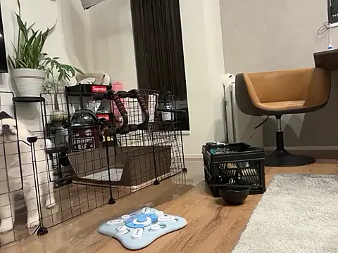 kensnb online show from November 2025 08:57:02 AM