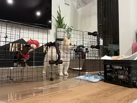 kensnb online show from November 2025 08:17:02 AM