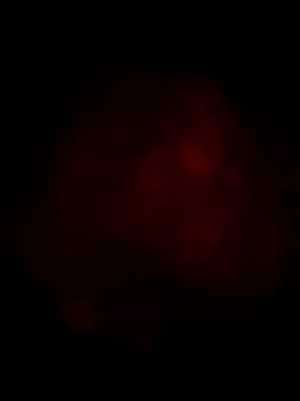 Ozomitro online show from March 2025 04:23:01 PM