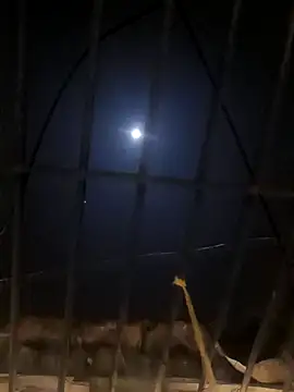 jellydicks online show from January 2025 05:29:02 PM