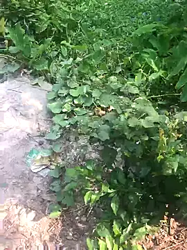 GapingConker online show from November 2025 07:50:01 AM