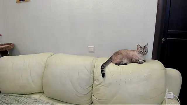 Pawsitive Panther online show from December 2024 03:39:01 PM