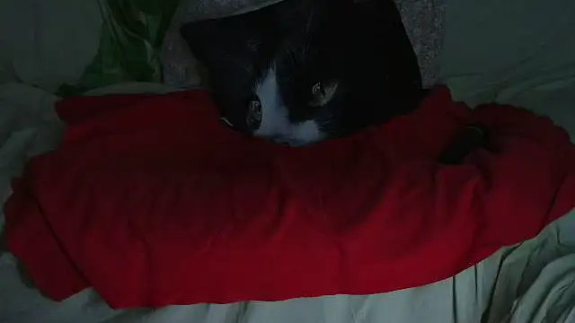 VeneRed online show from September 2025 09:49:01 PM