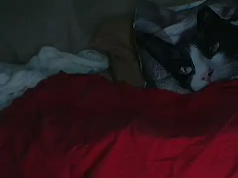 VeneRed online show from October 2025 07:45:02 PM