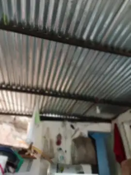 elputoflaco online show from March 2026 01:16:02 PM