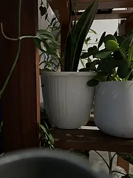 alburt 1996 online show from December 2024 03:13:01 PM