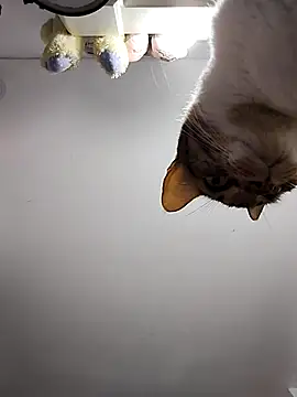 DannaDooll99 online show from March 2025 10:52:01 AM