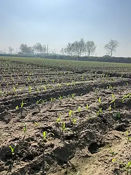 poision51 online show from March 2025 04:12:02 AM