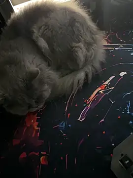 Snapshot of Leo-Cock chatting on March 2026 09:59:01 AM Leo-Cock online show from March 2026 09:59:01 AM