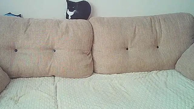 Ostin meow online show from December 2024 08:07:02 AM