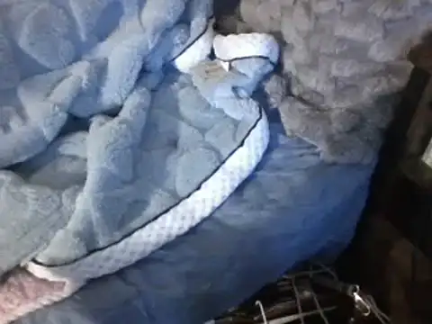 Snapshot of housewife_shantie chatting on March 2025 06:54:01 PM housewife shantie online show from March 2025 06:54:01 PM