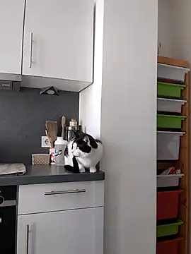 Snapshot of TerrasWildlife chatting on March 2025 09:02:02 AM TerrasWildlife online show from March 2025 09:02:02 AM