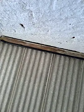 alexjs84 online show from November 2025 03:44:02 PM