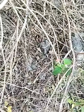 Guru2 online show from January 2025 02:03:02 AM