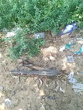 teluguu-rajj online show from October 2025 06:47:01 AM