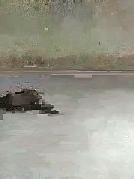 teluguu-rajj online show from October 2025 02:37:02 AM