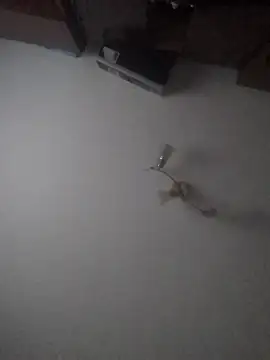 Lauren Amabel online show from January 2025 02:04:01 PM