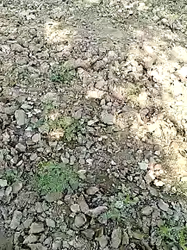 Snapshot of xmanrawan2 chatting on January 2025 07:07:02 AM xmanrawan2 online show from January 2025 07:07:02 AM