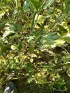 Snapshot of xmanrawan2 chatting on February 2025 05:20:01 AM xmanrawan2 online show from February 2025 05:20:01 AM