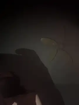 mylovebb online show from January 2026 03:43:01 AM