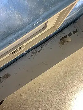 YODAPESOS online show from February 2026 12:57:02 PM