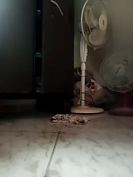 payalchola online show from March 2026 07:25:02 AM