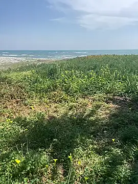 Smallcoco26 online show from March 2025 09:40:02 AM