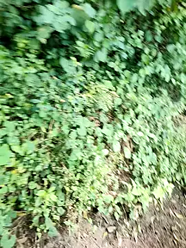 Snapshot of himvilohi08 chatting on October 2025 05:14:01 AM himvilohi08 online show from October 2025 05:14:01 AM