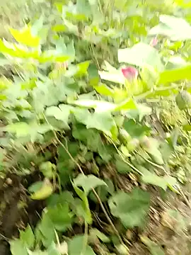 Snapshot of himvilohi08 chatting on October 2025 03:40:01 AM himvilohi08 online show from October 2025 03:40:01 AM